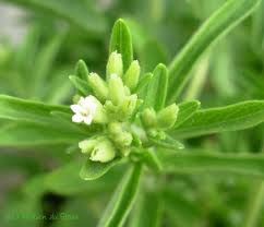 Stevia