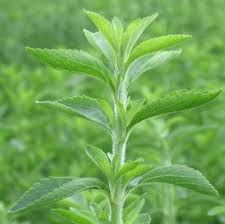 Stevia