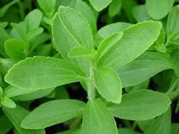 stevia