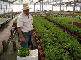 Invernaderos de Stevia