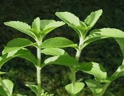 Stevia