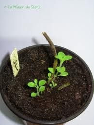 Stevia